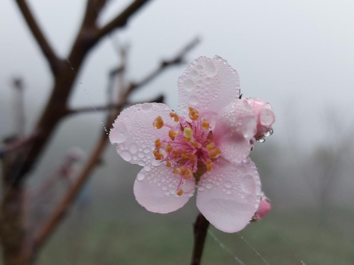 Apartmán Moc Chau Peachy Garden Exteriér fotografie
